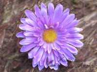 Květ gerbera fialová...