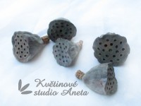 Lotos mini...