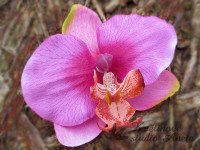 Orchidea Phalenopsis květ ...