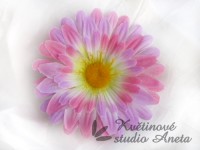 Květ gerbera růžová-fialková...