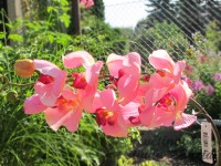 UK phalenopsis stvol...