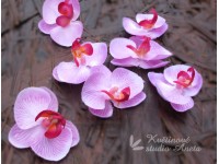 Orchidea Phalenopsis květ fialovo růžový...
