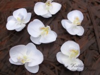 Orchidea Phalenopsis květ bílý...