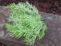 Snítka asparagus...