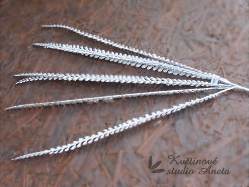 Svazek kapradí stříbrný